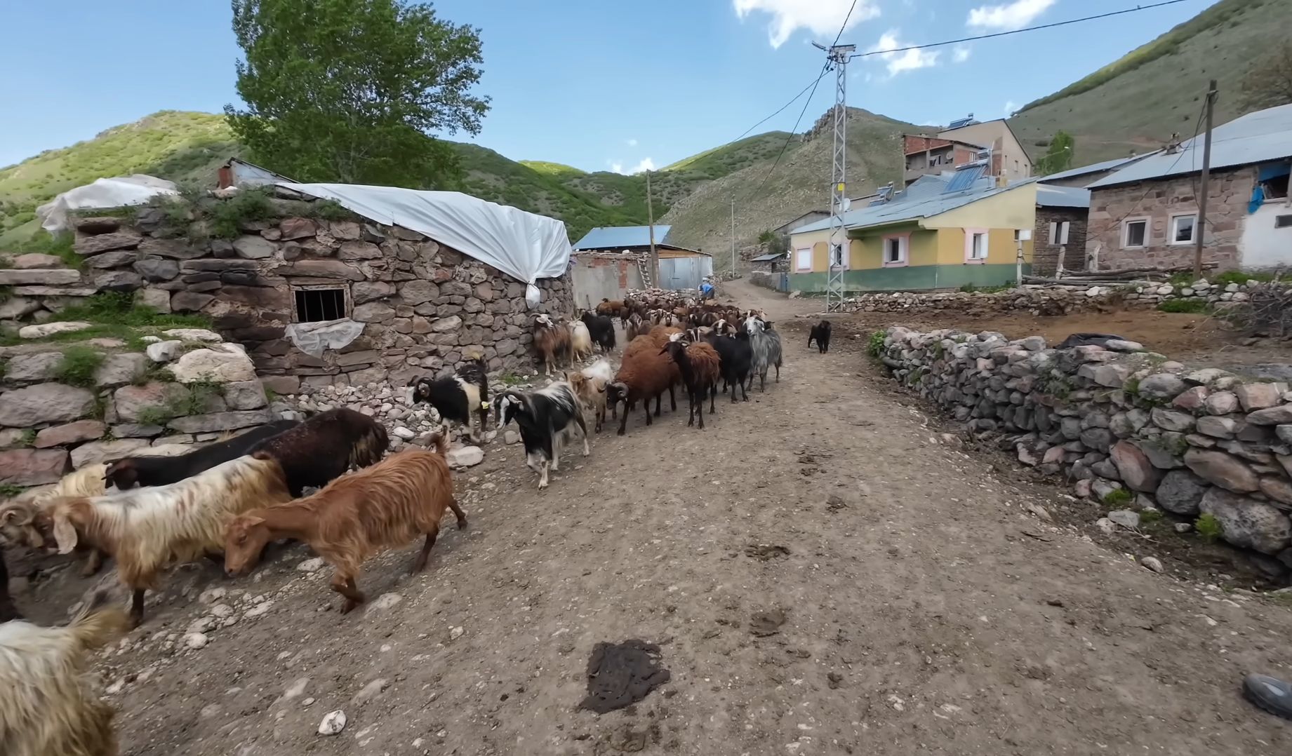 Goats pass through Xackoy's stone-built village lane.